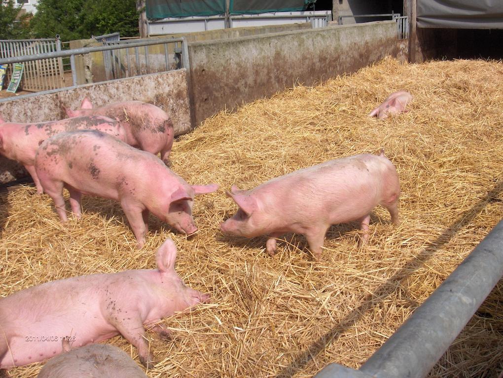 La Ferme Chauvet Bed & Breakfast Chantenay-Villedieu ภายนอก รูปภาพ